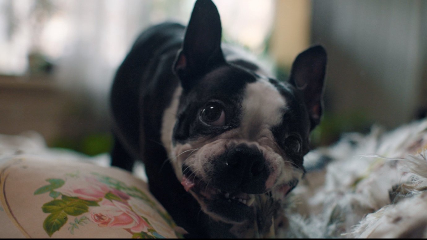 Proč jsou emoce v reklamě klíčem k úspěchu