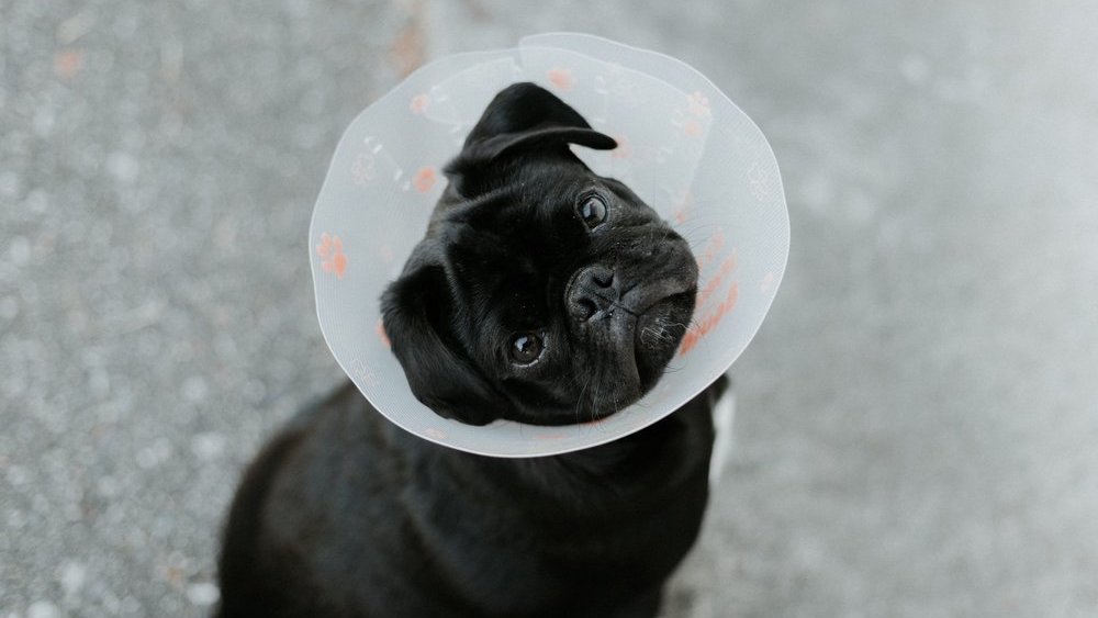 Proč pojištění mazlíčků zoufale potřebuje lepší značky